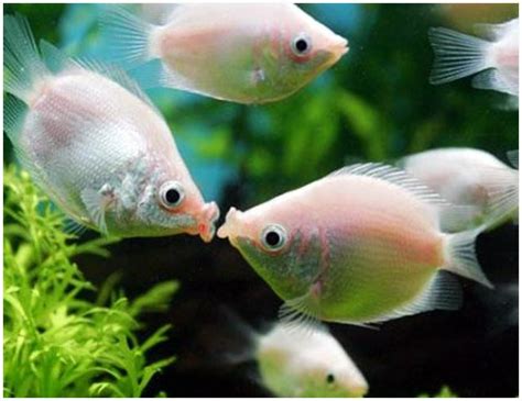 Pink Kissing Gourami Fish | Arizona Aquatic Gardens