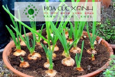 5 cách trồng hành lá bằng củ hành tím tại nhà cực đơn giản - Hoa Cúc Xanh