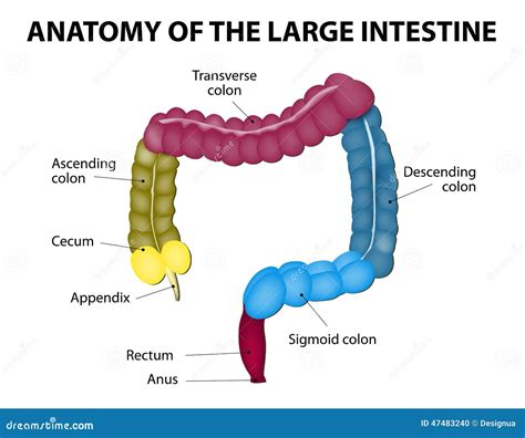 Large Intestine. Human Anatomy Stock Vector - Illustration of bolus, health: 47483240