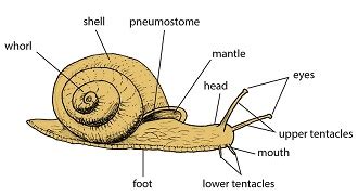 Study the Anatomy, Behaviour, Taxonomy and Physiology of Invertebrates