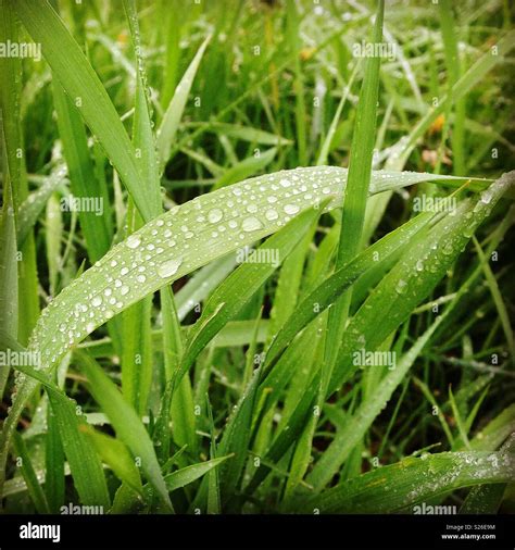 Dew on Grass Stock Photo - Alamy