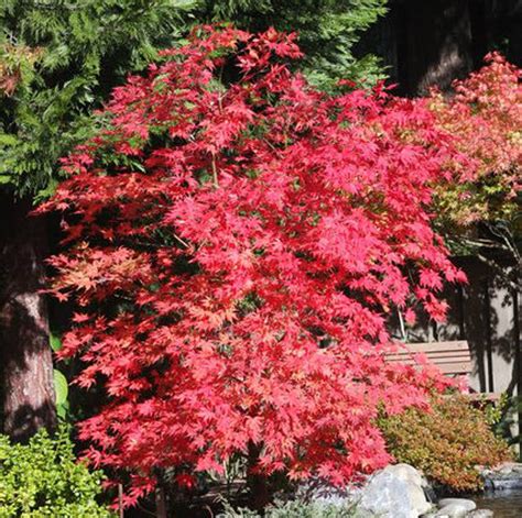 Acer palmatum 'Grandma Ghost' Variegated Japanese Maple - Kigi Nursery