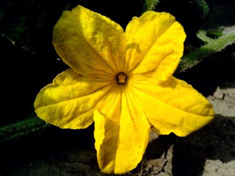 Free picture: bright yellow, cucumber, flower