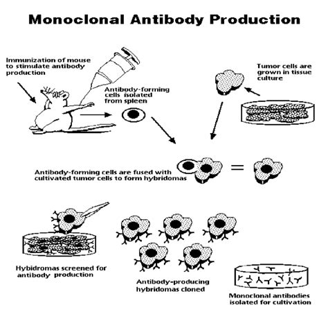 A summary of the process of monoclonal antibody production | Download ...