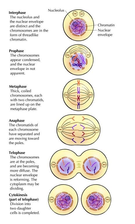 Mitosis | Cell Cycle | Cell Division | PMF IAS