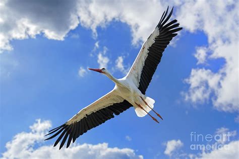 White Stork Flying Photograph by Arterra Picture Library