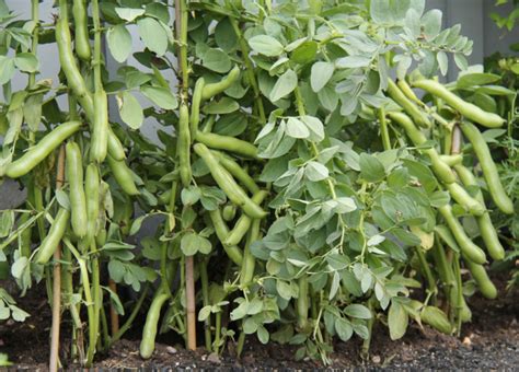 How To Grow High Yielding Fava Bean (Broad Bean) Plants