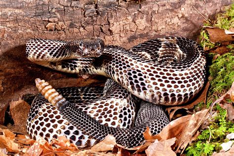 Black Phase Timber Rattlesnake Photograph by David Northcott | Fine Art America