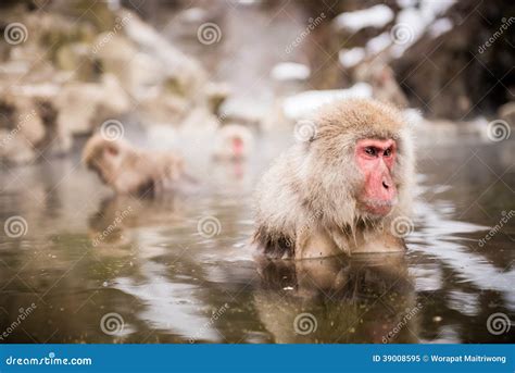 Japanese Macaque in Hot Spring Stock Image - Image of cute, mammal: 39008595