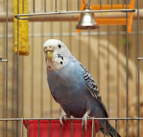 Training Your Budgie: How To Tame a Parakeet - Hari