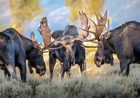 One of my submissions to the Wyoming Wildlife contest, three battling giants in Jackson Hole ...