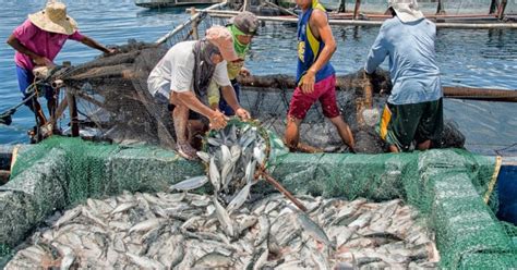 House bill seeks monthly fuel subsidy for municipal fisherfolk ...