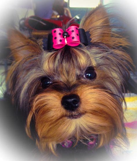 Female Yorkie with a Dog Show Hair Bow and a Dog Collar from ...