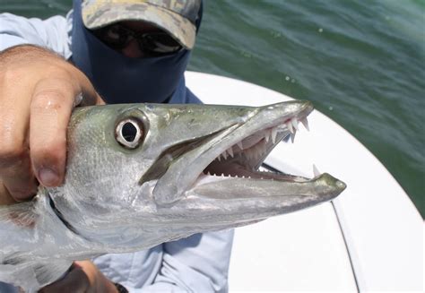 Barracuda Fishing: Techniques, Bait and Gear - TRIZILY.COM