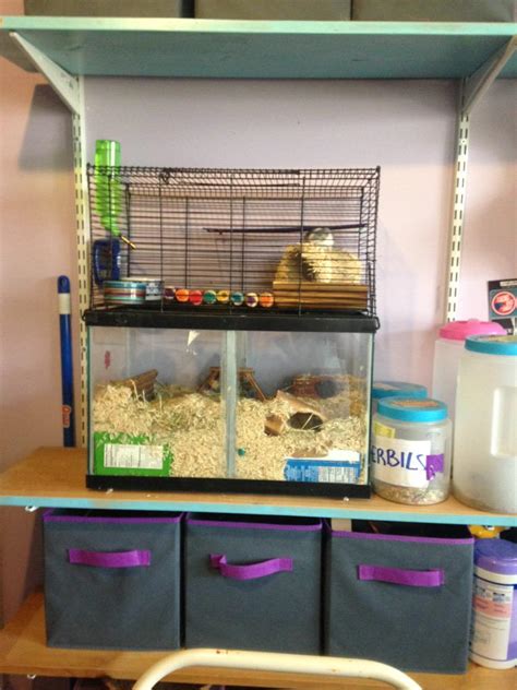 Gerbil Housing Pictures II | The Gerbil Forum