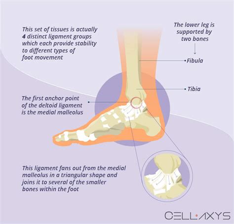 Deltoid Ligament Ankle Injuries: Treatment & Diagnosis - Cellaxys