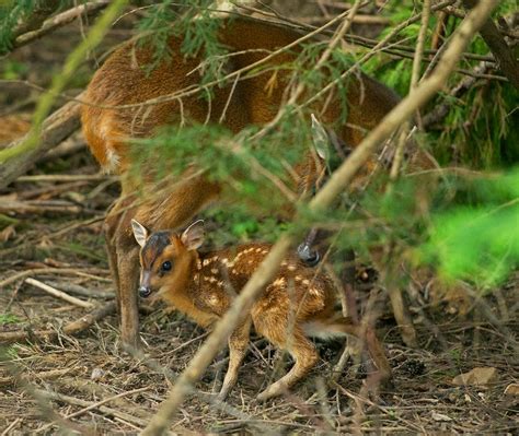 British Wildlife Centre ~ Keeper's Blog: Muntjac Fawn