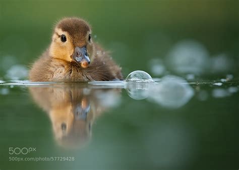 Photograph Mandarin duck baby by Robert Adamec on 500px