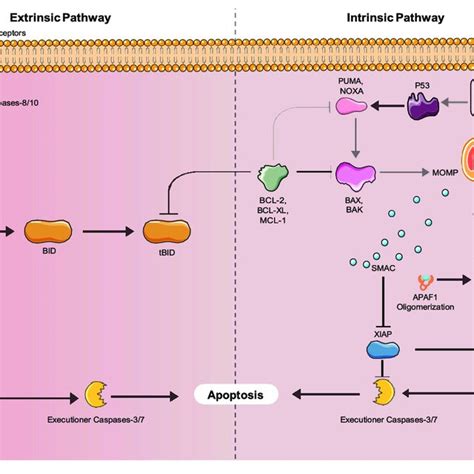 | Mitochondrial dysfunction during aging. Healthy mitochondria produce ...