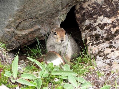 The Ground Gopher Rodent Wild animal free image download