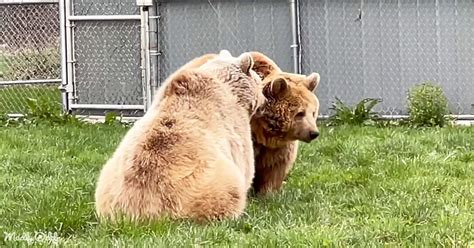 Syrian brown bears win hearts with their playful strength and bonding