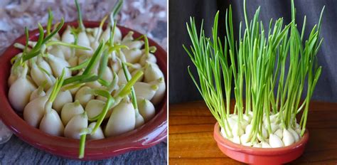 How to grow garlic sprouts | Red House Spice