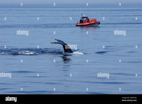 Whale watching in St Lawrence River in Quebec Canada Stock Photo - Alamy