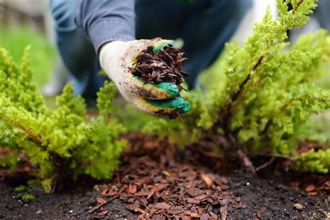 Everything You Need to Know to Choose the Right Mulch - This Old House