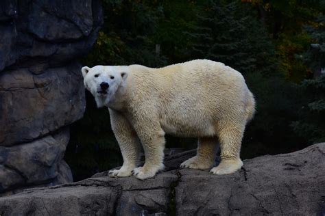 How Your Support Advances Polar Bear Conservation | Seneca Park Zoo