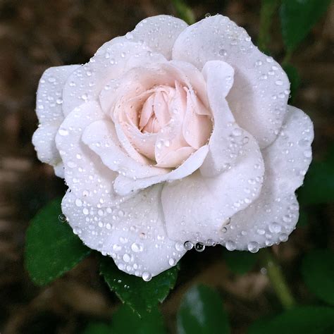 Raindrops on Roses 2016 | Rose, Foam roses, Beautiful roses