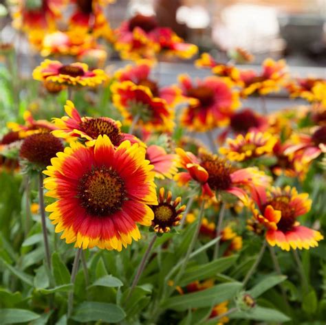 Gaillardia Seeds, Blanket Flower Seeds, Flower Seeds#190 – Mays Garden Seed