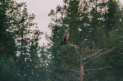 Wildlife in Finland :: Behance