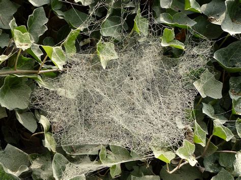 Dust Cobwebs Ivy Spider - Free photo on Pixabay - Pixabay