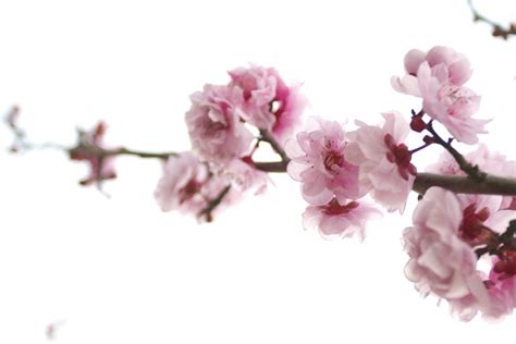 Plum Blossoms 1 Free Photo Download | FreeImages