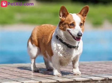 Dogs with Short Legs: Why and List of 9 Naturally Short Legged Dog ...