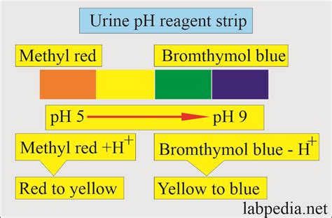 Urine Ph Color Chart