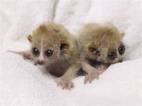 Double trouble: Meet twin baby pygmy slow lorises