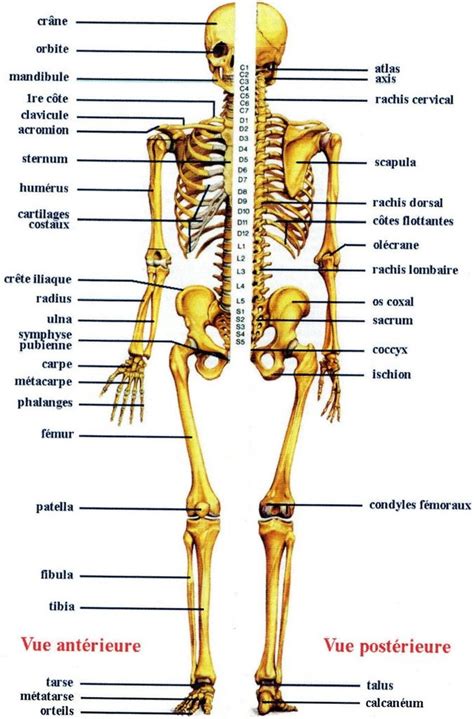 Medical infographic : Anatomie du corps humain - InfographicNow.com | Your Number One Source For ...