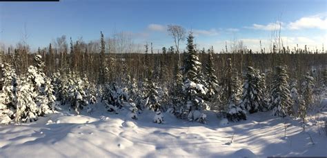 Winter in the Boreal Forest | Northern Ontario Travel