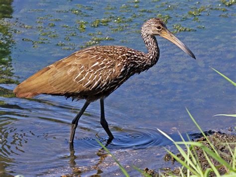 Gruiformes - coots, cranes, rails Photo Gallery | Wildlife Journal Junior