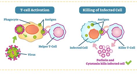 Get to Know the T-Team: The Immune System’s Special Defenders | Pfizer