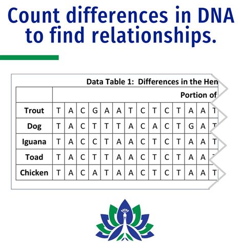 Molecular DNA Evidence of Evolution Activity - Flying Colors Science