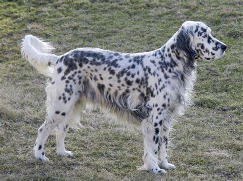 About Dog English Setter