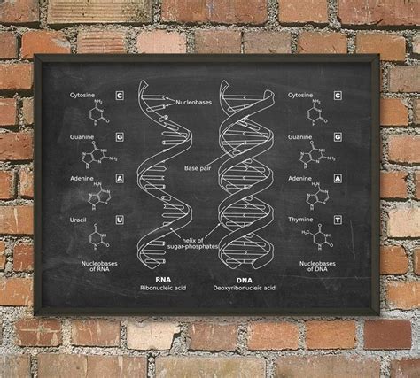 DNA and RNA Wall Art Poster Biology Student Art Poster