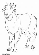 Boer Goat coloring Pages  Free Printable sketch template
