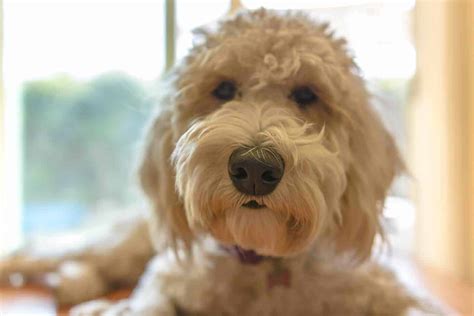 Hypoallergenic dogs typically have a single coat and don't shed