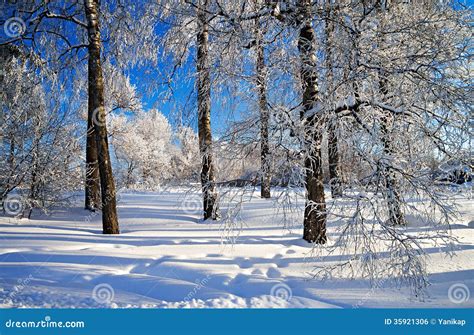 Winter Landscape with the Forest Stock Photo - Image of december, european: 35921306