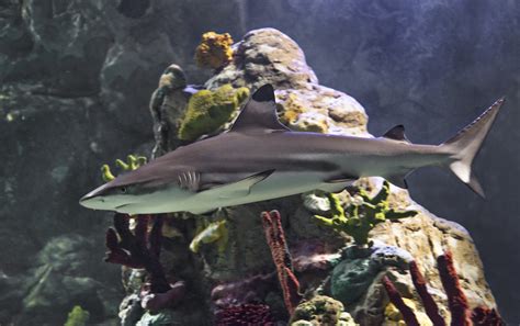 Visit Our Shark Aquarium | SEA LIFE San Antonio Aquarium