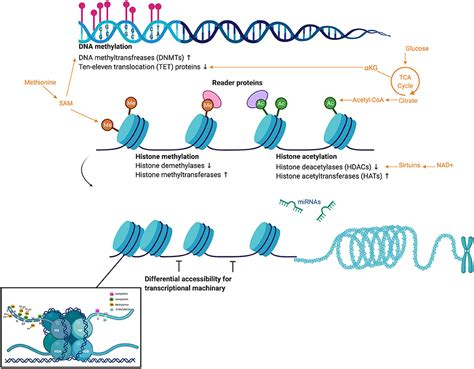 Frontiers | The Influence of Epigenetic Modifications on Metabolic Changes in White Adipose ...