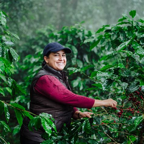 Our Coffee Farmers – Spirit Animal Coffee